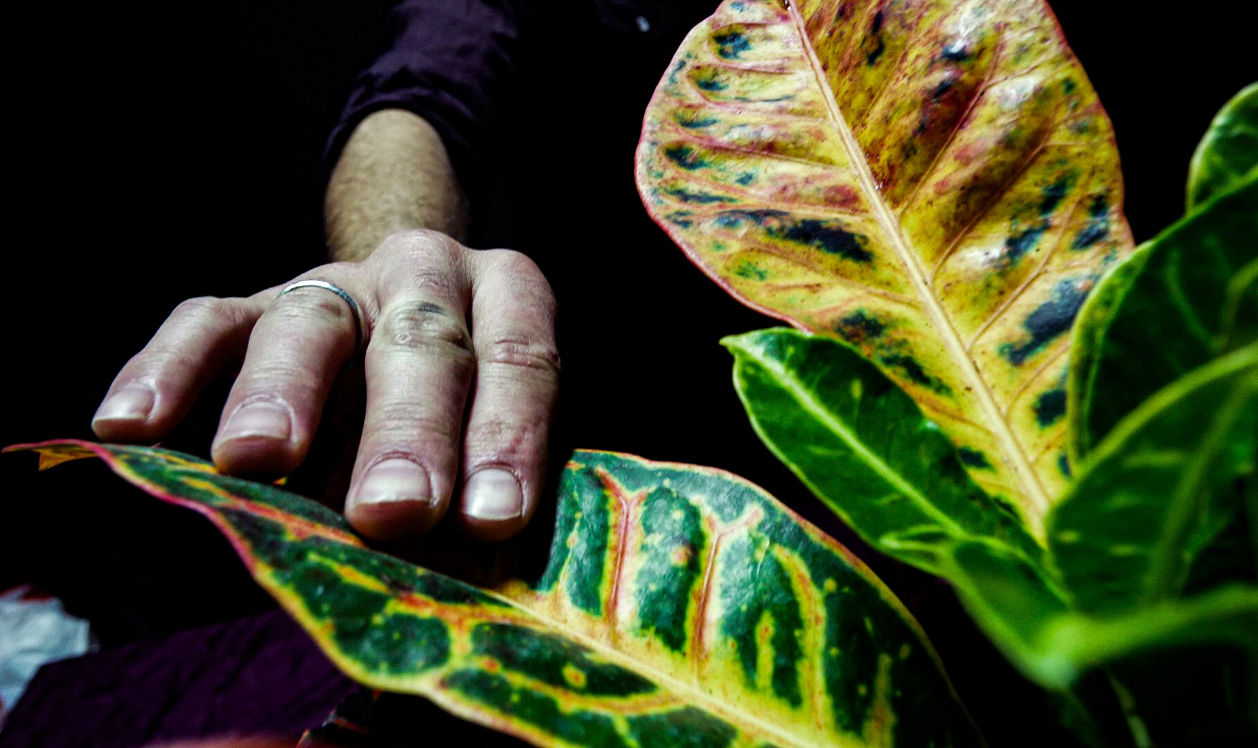 Phytophonic Palette