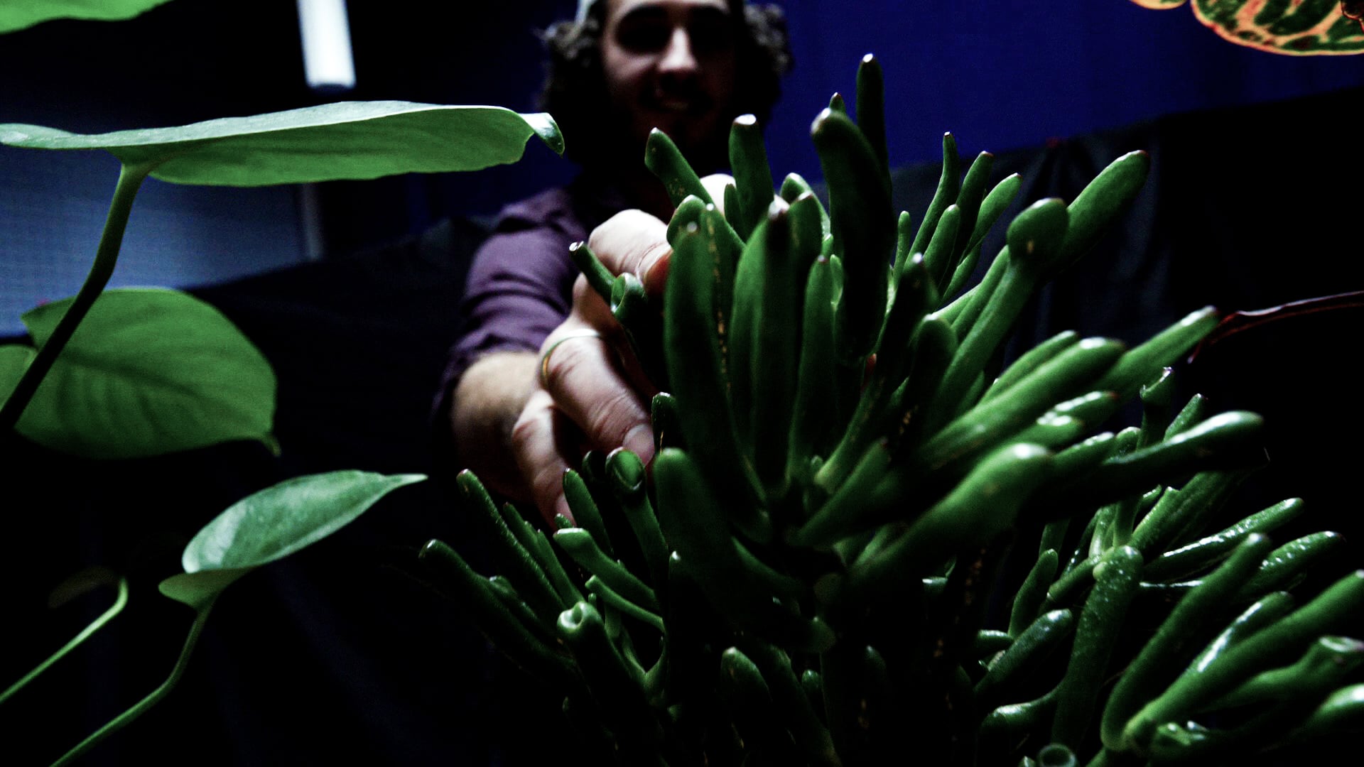 Phytophonic Palette